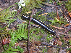 A decorated centipede