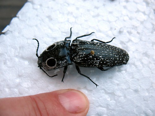 click beetle, Alaus oculatis
