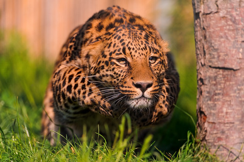 フリー写真素材|動物|哺乳類|豹・ヒョウ|