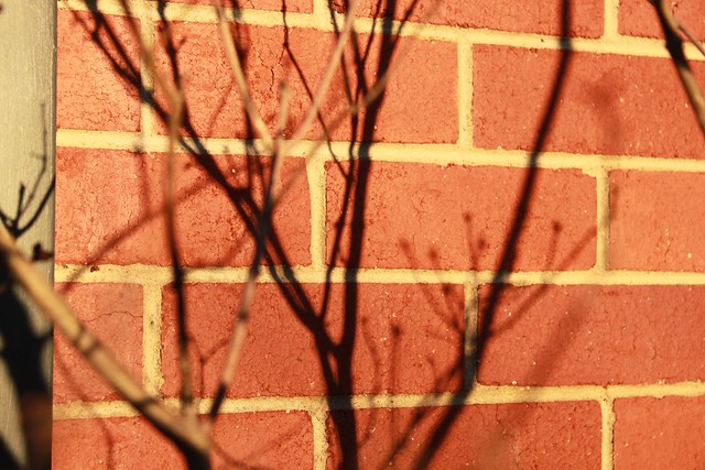 Lilac shadows on red brick