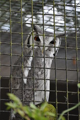 New Forest Wildlife Park - Evil Owl