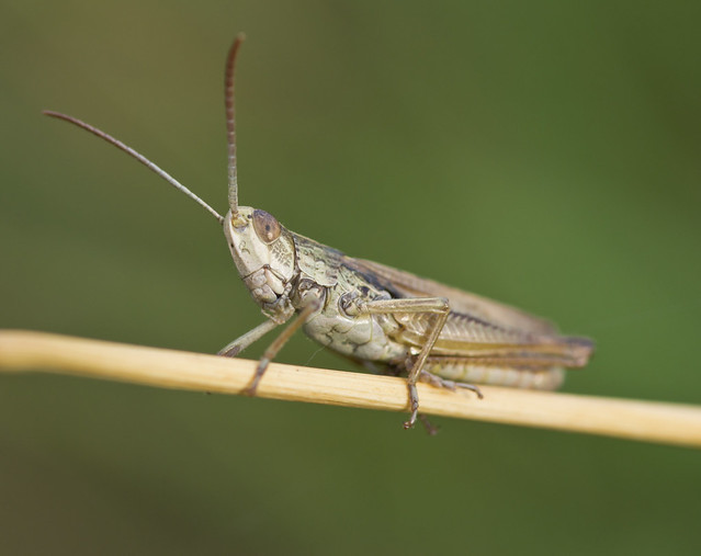 lesser marsh grasshopper_