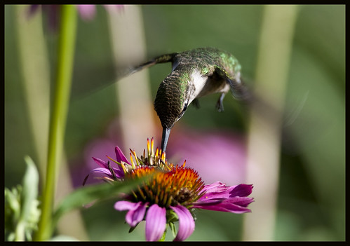 Hummingbird at cone flower 1 by Jen St. Louis