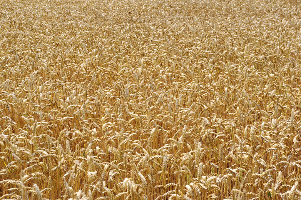 Wheat Field Approaching Storm 2