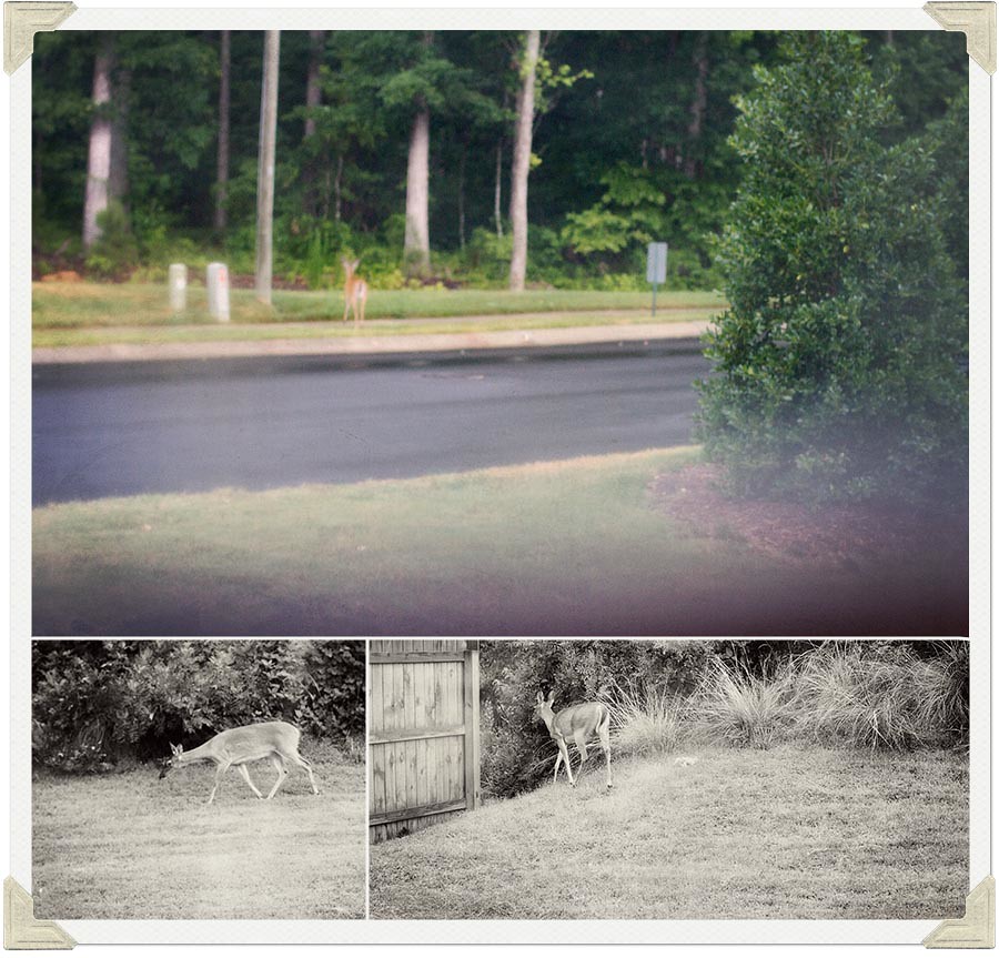 Bambi Collage