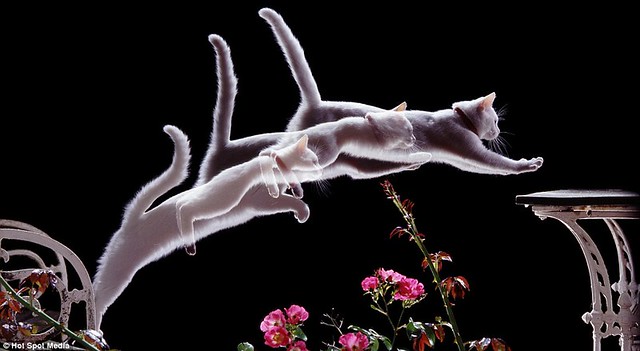 Amazing photos capture split-second movements of animals leaping and flying... in a single frame  2
