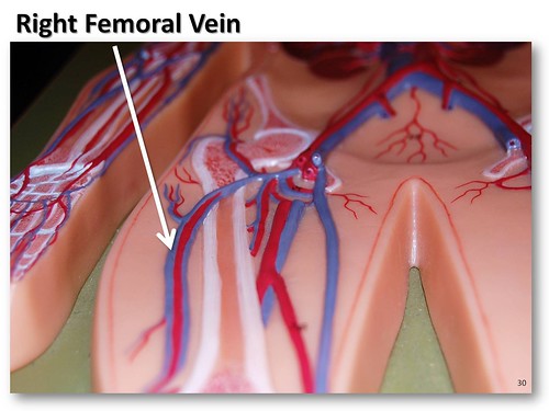 veins of the leg