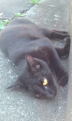 日陰でごろごろ 黒猫さん