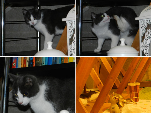 Pushy explores the attic