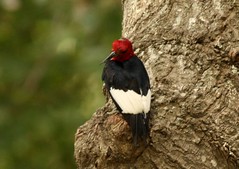 Red-headed Woodpecker, deformed bill