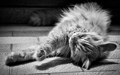 フリー写真素材|動物|哺乳類|猫・ネコ|寝顔・寝ている|モノクロ写真|
