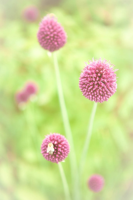 Osterley park flowers-5