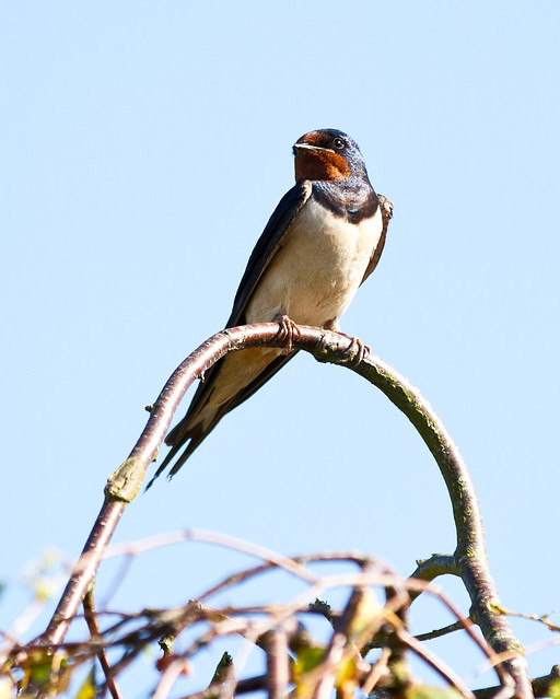 Swallow on it's Favourite Perch