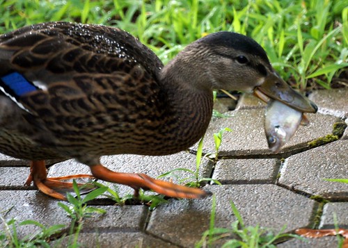 Duck eating a Fish