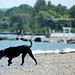 Black Dog on Beach