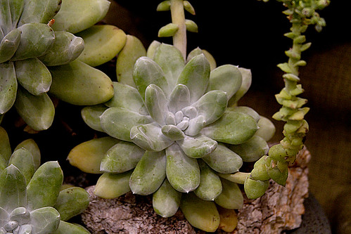 Dudleya pachyphytum by Cactus and Succulent Society of America