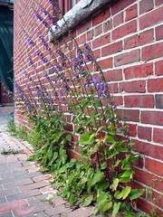 Urban weed: Campanula rapunculoides by Vilseskogen
