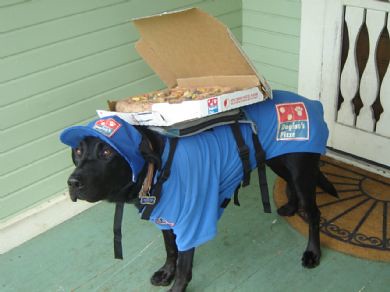 deliverydog