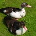Baby ducks in Horncastle!