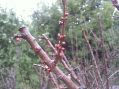 Apricots in bud