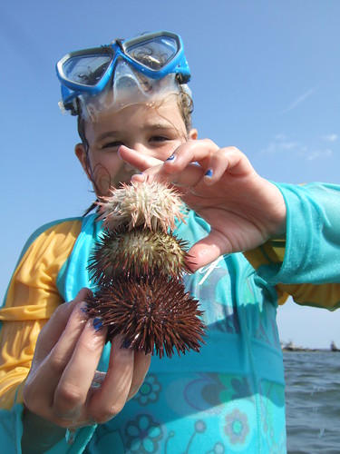 Sea urchin collector Lilly