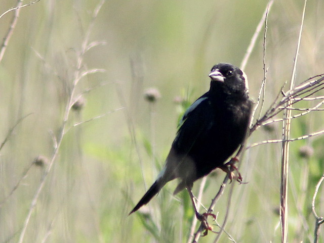 Bobolink front view 20110706