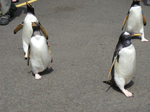 Gentoo penguins by Marie Hale