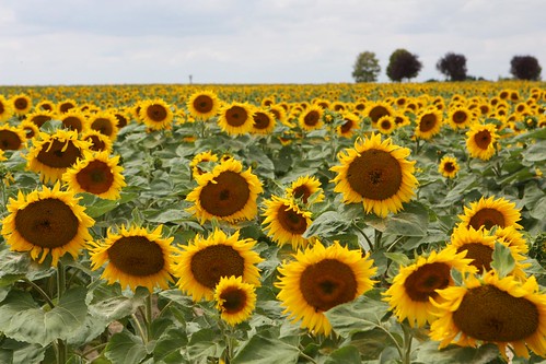 Sunflowers in the French Countryside