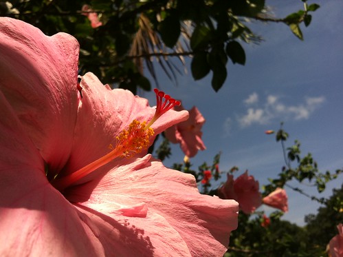 14/365- Pink Hibiscus by elineart