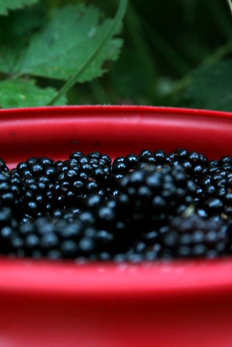 Bucket of Berries 2