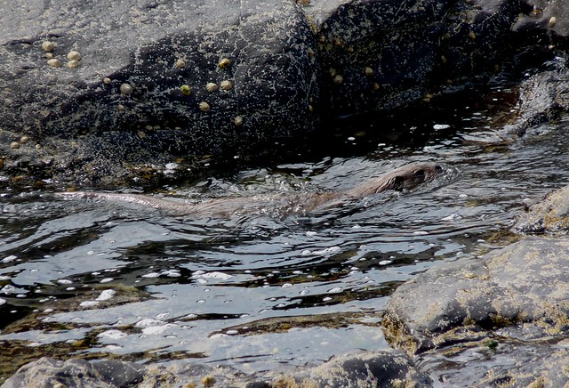 24535 - Otter, Langamull, Isle of Mull