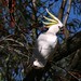 Cockatoo, ave muito comum por aqui