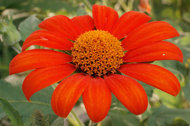 Saint Louis Zoological Garden, in Saint Louis, Missouri, USA - orange flower