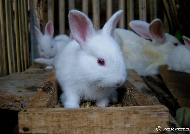 Hello, Little Rabbits