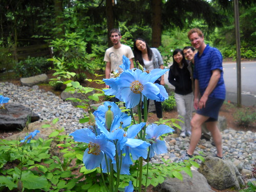 Himalayan Poppies with friends
