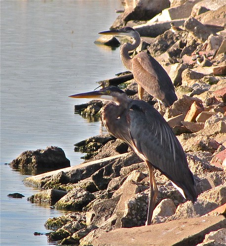Great Blue Heron with Short-billed Dowitcher 01