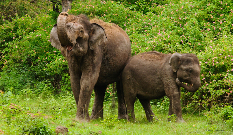 Elephant-calf