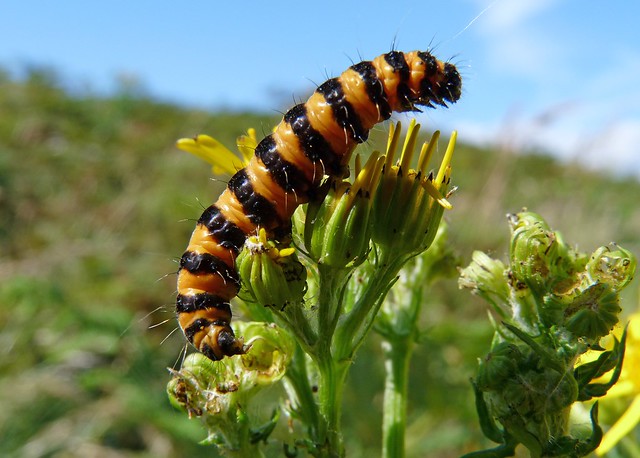 24721 - Cinnabar Moth Caterpillar, Gower