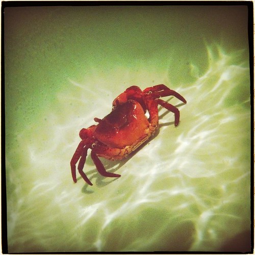 水のな蟹 by keganimushi