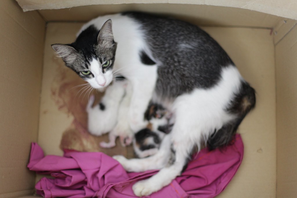 Mek and her newborns