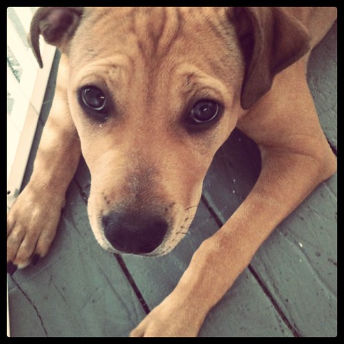 Please? #bueller #sadpuppy #dog