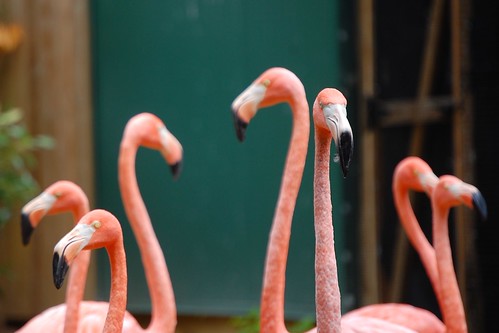 Flamingos at the zoo