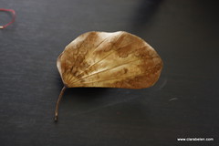 Manualidade_Decorar con hojas secas (I) (6)