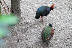 Crested Partridge and Wompoo Fruit Dove