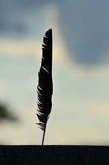 Black Feather DSC_0372 by Mully410 * Images