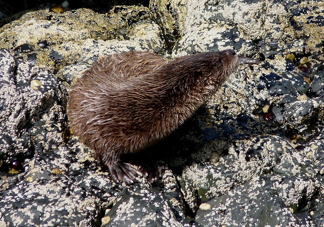24542 - Otter, Langamull, Isle of Mull