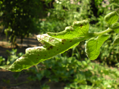 tomato leaf (blight)