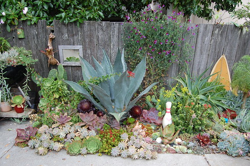 The Agave & friends by FarOutFlora