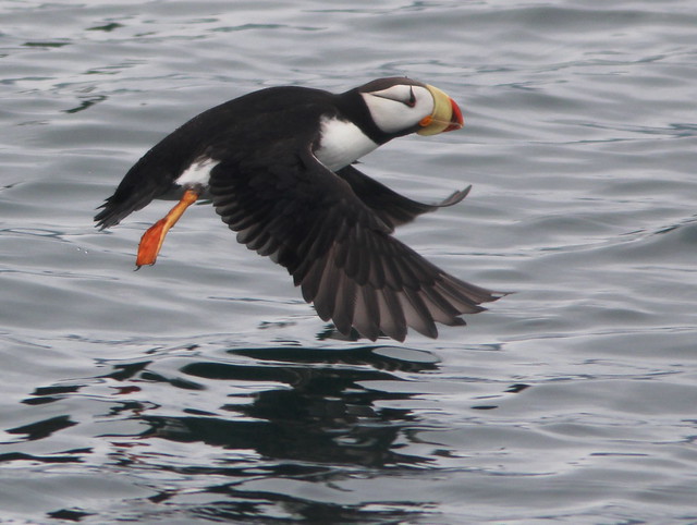 Horned Puffin crop 20110625