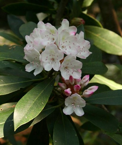 RhododendronCascadesJuly2011